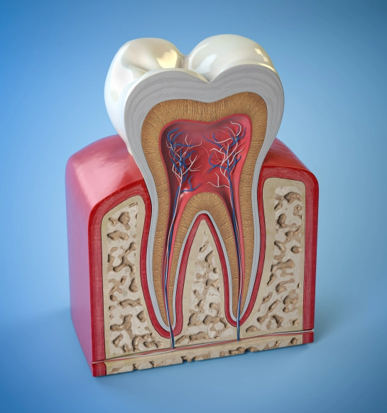 Root Canal Therapy in Goldsboro NC